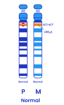 imagen del cromosoma 15 normal